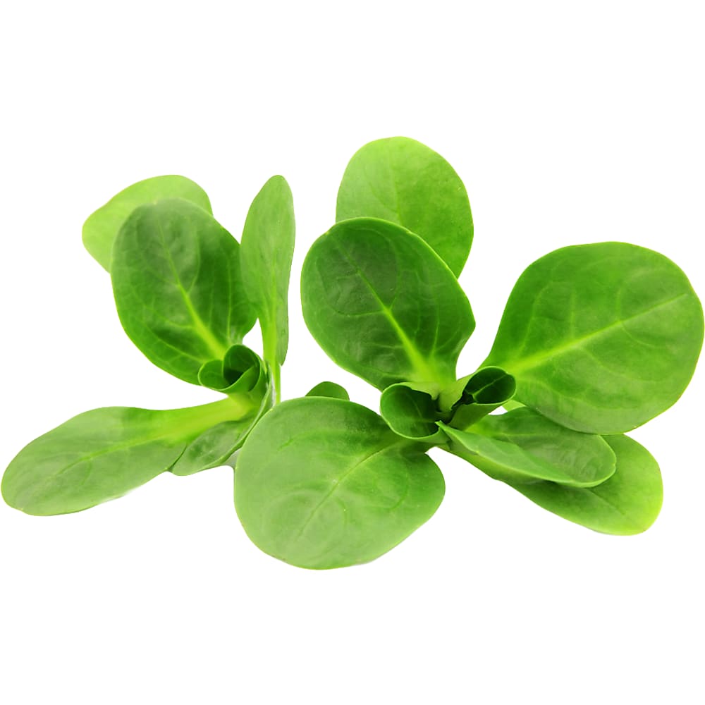 Buy Bio · Lamb's lettuce · Organic • Migros