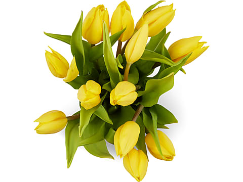 Achat Tulipes en ligne